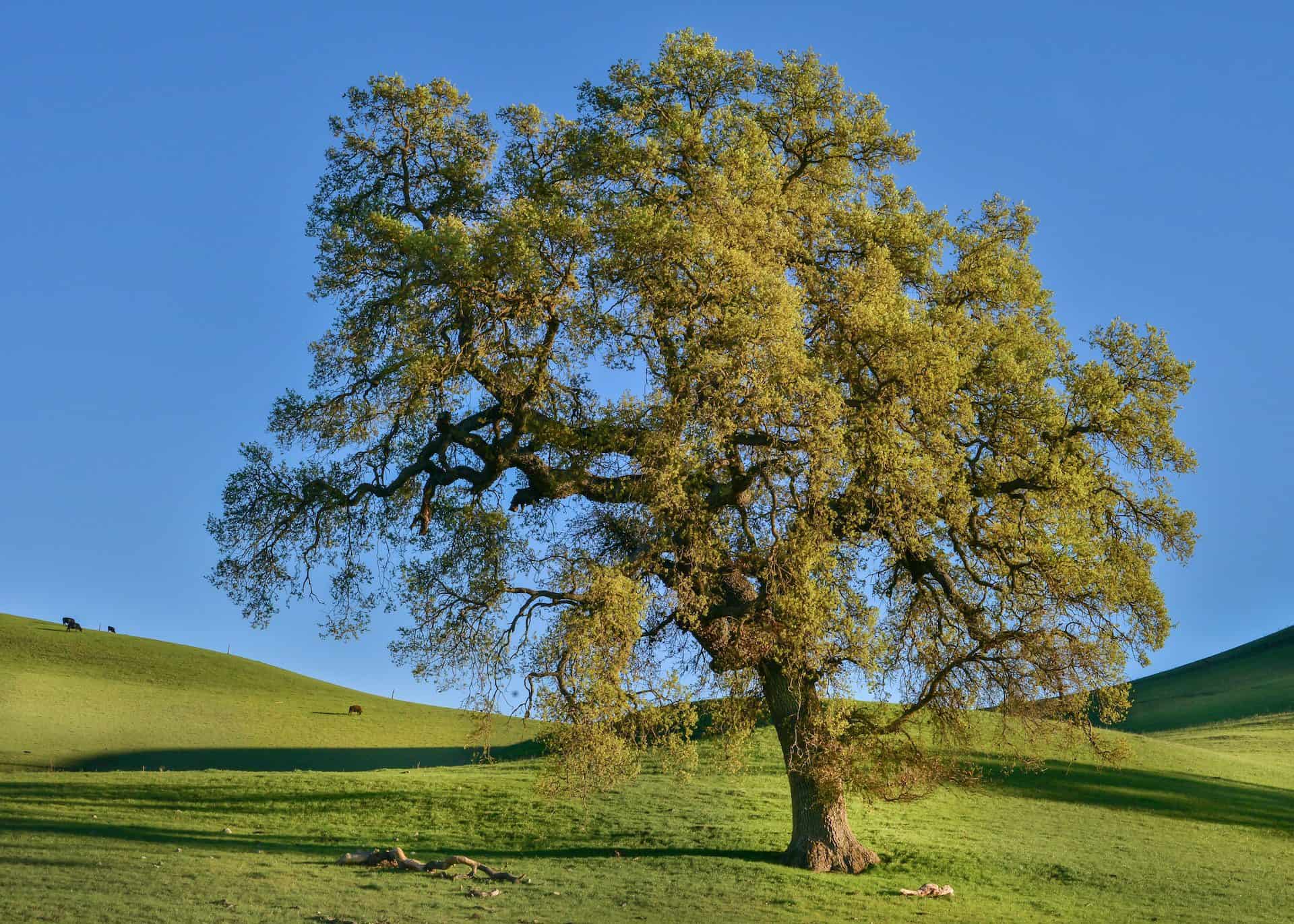 A majestic oak tree stands on a vibrant green hillside under a clear blue sky.